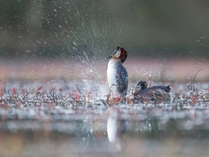 Red-necked Grebe (Podiceps grisegena) pair, Mecklenburg-Western Pomerania, Germany