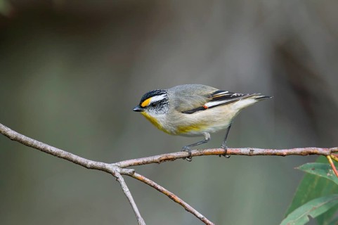 Striated Pardalote (Pardalotus striatus substriatus), Victoria, Australia
