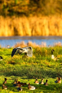 Grey Heron, Ardea cinerea, bird in winter on marshes in winter soft morning light