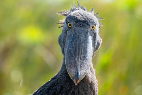 Shoebill (Balaeniceps rex), juvenile, animal portrait, swamps of Mabamba, Lake Victoria, Uganda
