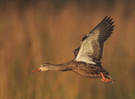 Mottled Duck (Anas fulvigula) male flying, Florida, USA