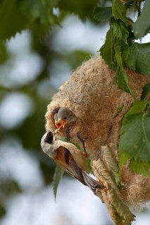 Eurasian Penduline Tit (Remiz pendulinus) female feeds chicks in nest, Saxony-Anhalt, Germany