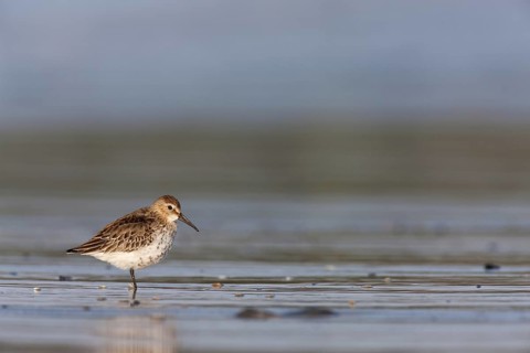 Dunlin (Calidris alpina), Schleswig-Holstein, Germany