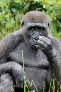 Western lowland gorilla (Gorilla gorilla gorilla), juvenile, captive, native to Africa