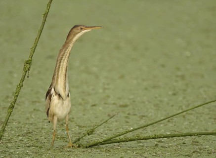 Least Bittern (Ixobrychus exilis), Florida, USA