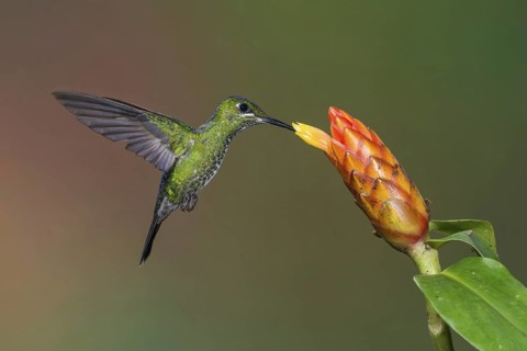 Green-crowned Brilliant (Heliodoxa jacula), Costa Rica