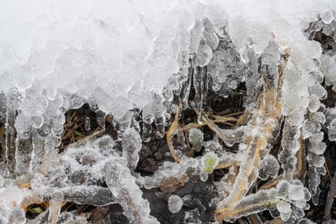Iced reed stalks, Åre, Jämtland, Sweden, October 2021