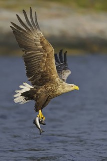 White-tailed Eagle (Haliaeetus albicilla) flying, Nord-Trondelag, Norway