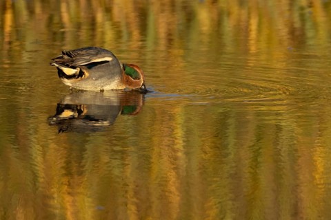 Common teal (Anas crecca) duck adult male bird feeding in a shallow lagoon, RSPB Titchwell nature