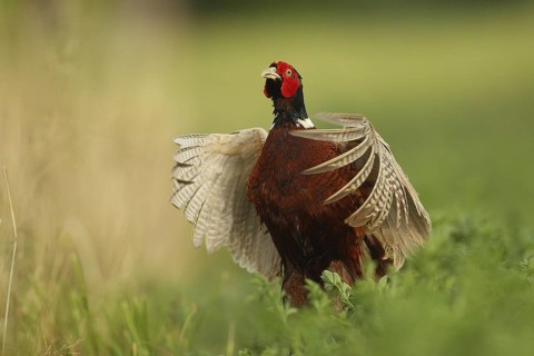 Common Pheasant (Phasianus colchicus) male displaying, Lombardy, Italy