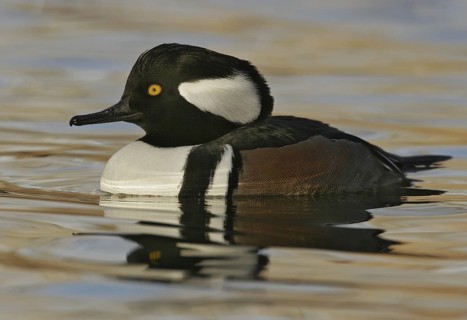 Hooded Merganser (Lophodytes cucullatus) male, New Mexico, USA