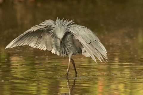Black Heron (Egretta ardesiaca) foraging, Gambia