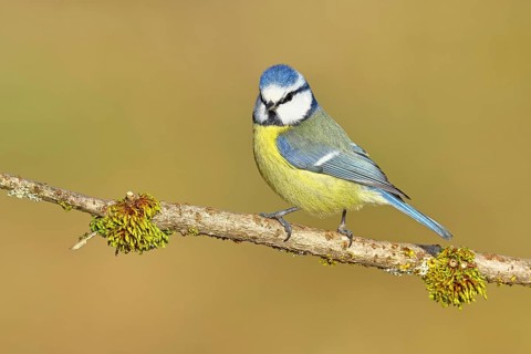 Blue tit (Parus caeruleus), sitting on a branch covered with moss, Wilnsdorf, North
