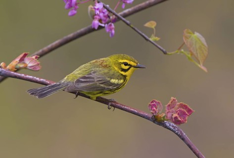 Prairie Warbler, male