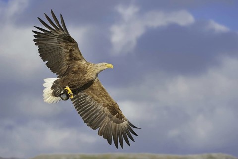 White-tailed Eagle (Haliaeetus albicilla) flying, Nord-Trondelag, Norway