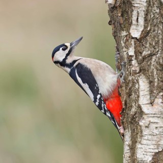Great spotted woodpecker (Dendrocopus major), male, foraging on the trunk of a common birch (Betula