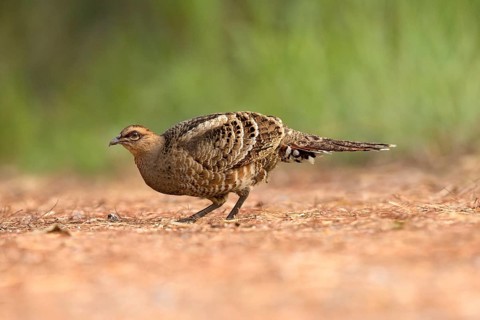 Mrs. Hume's Pheasant (Syrmaticus humiae) female, Chiang Mai, Thailand