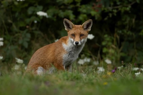 Red fox (Vulpes vulpes) adult animal amongst wildflowers in countryside grassland in summer,