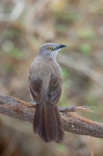 Brown Babbler (Turdoides plebejus), Lake Baringo, Kenya