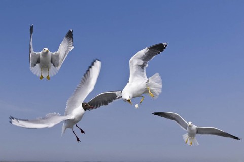 Lesser Black-backed Gull (Larus fuscus) flying, Texel, Netherlands