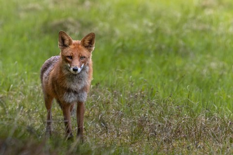 The red fox (Vulpes vulpes) is less than 10 metres away from me but does not spot me, an example of