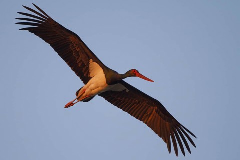 Black Stork (Ciconia nigra) flying, Greece