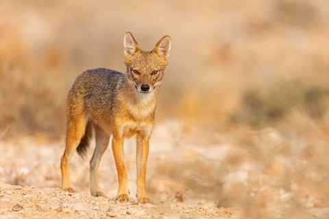 Golden jackal, (Canis aureus), animals, mammals, jackal, related to the wolf, Road to Ezuz, Ezuz,