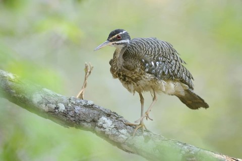 Sunbittern (Eurypyga helias), Pantanal, Brazil
