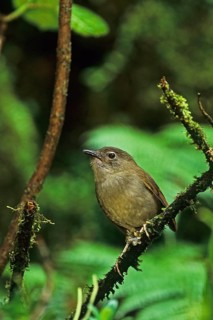 Puaiohi, Small Kauai Thrush, Myadestes palmeri, endangered