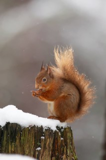 Red squirrel (Sciurus vulgaris) adult animal feeding on a nut on a tree stump covered in snow in