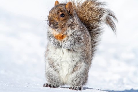 Eastern gray squirrel (sciurus carolinensis) Standing on snow and watching, Montreal botanical