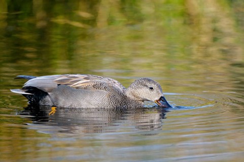 Schnatterente (Anas strepera), Gadwall, gruendelnder Erpel, Altvogel, April, Krickenbecker Seen,