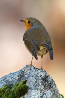 European Robin (Erithacus rubecula), perched on a stone, Galicia, Spain
