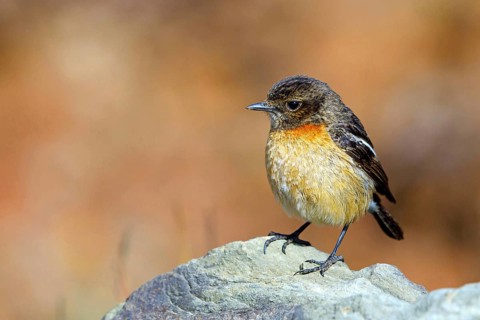 African stonechat, (Saxicola torquatus), Animals, Birds, Songbirds, Wakkerstrom surroundings,