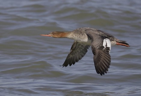 Red-breasted Merganser (Mergus serrator) female flying, Ohio, USA