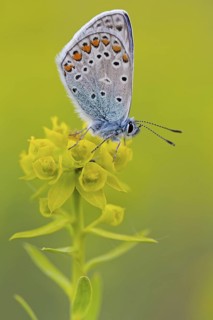 Blue butterfly, (Polyommatus icarus), Common blue, butterfly, butterfly, moth, insect, macro,