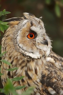 Long-eared owl (Asio otus), portrait, North Rhine-Westphalia, Germany