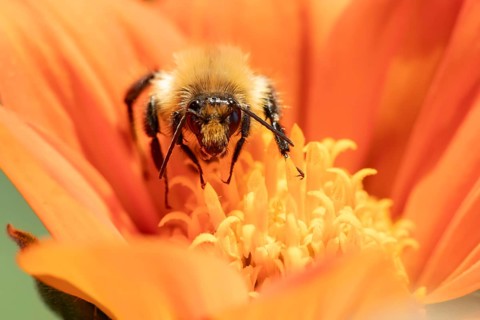 Common carder bumblebee (Bombus pascuorum) adult bee insect feeding on a garden Mexican sunflower