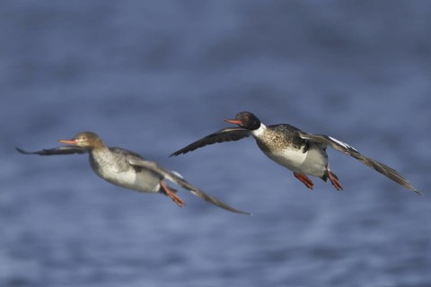 Red-breasted Merganser (Mergus serrator) flying, Manitoba, Canada