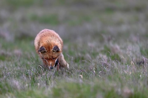 Highly concentrated, the red fox (Vulpes vulpes) listens into the grass, what might it perceive