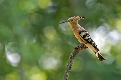 Eurasian Hoopoe (Upupa epops), Saxony, Germany