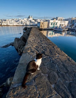Cat sitting on the harbour wall, local view of Naoussa town and blue sea, harbour with fishing