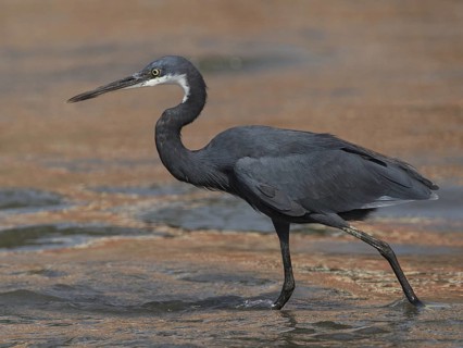 Western Reef Heron (Egretta gularis) foraging, Gambia