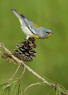 Northern Parula (Setophaga americana), Texas, USA