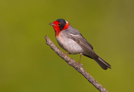 Red-faced Warbler (Cardellina rubrifrons), Arizona, USA