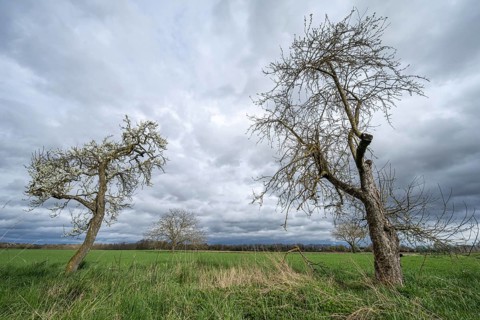 In a green field, there are two trees under a cloudy sky. The weather seems to be cool and the