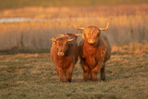 Highland cow or cattle (Bos taurus taurus) adult and juvenile farm animals standing on marshland,