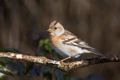 Female brambling (Fringilla montifringilla) with colourful wings on a branch in natural light,