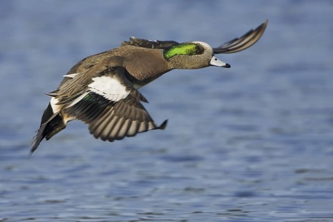 American Wigeon (Mareca americana) male flying, British Columbia, Canada