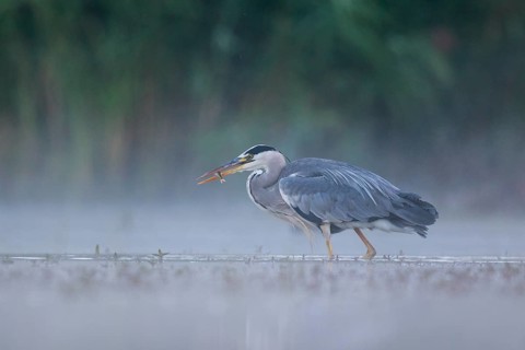 Grey Heron (Ardea cinerea) foraging in swallow water on foggy morning, North Rhine-Westphalia,